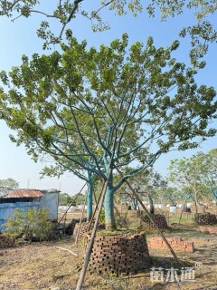 28公分红果冬青