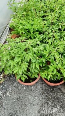 高度30厘米芍药