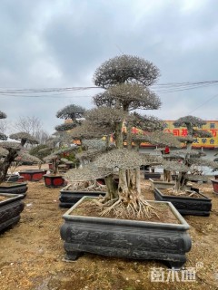 20公分对节白蜡