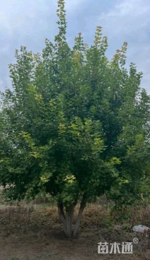 高度850厘米丛生元宝枫