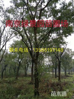 25公分榔榆