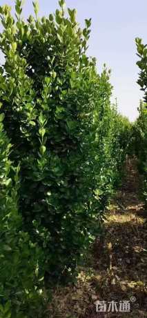 高度180厘米大叶黄杨柱