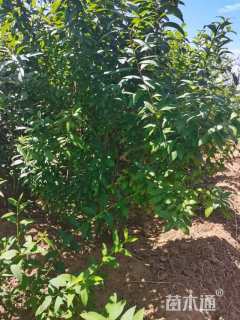 高度60厘米郁李
