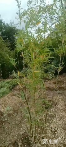 地栽苗慈孝竹
