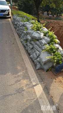 高度30厘米金森女贞