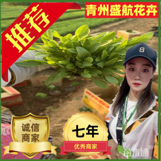 高度15厘米金鸡菊