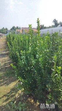 高度10厘米紫叶小檗