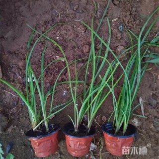 高度35厘米红花葱兰