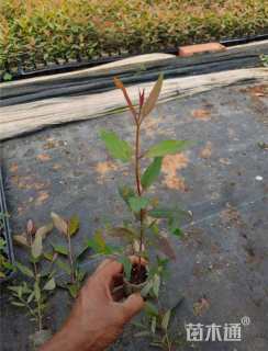 高度30厘米桉树小苗