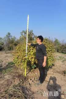 高度250厘米丛生紫丁香