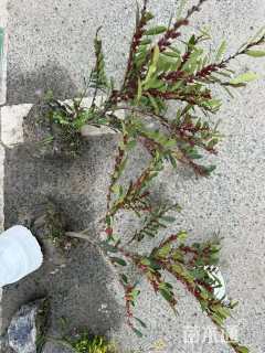 高度40厘米蚊母