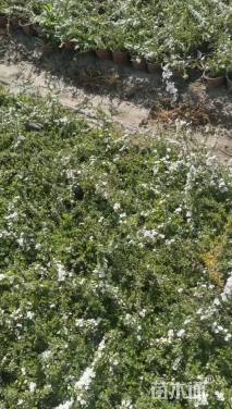 高度15厘米喷雪花