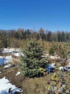 高度130厘米云杉