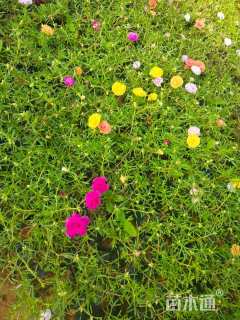 高度15厘米太阳花