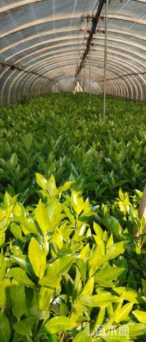 高度20厘米法国冬青