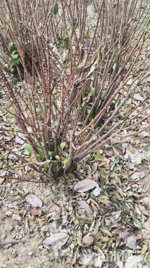 高度100厘米结香