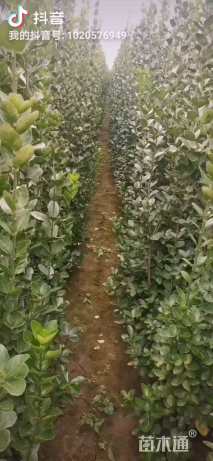 高度240厘米北海道黄杨