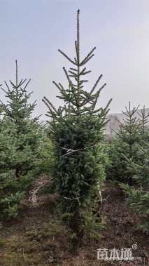 高度250厘米青海云杉