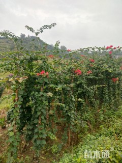 高度400厘米三角梅