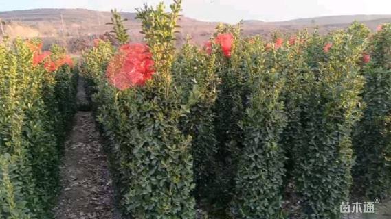 高度170厘米大叶黄杨柱