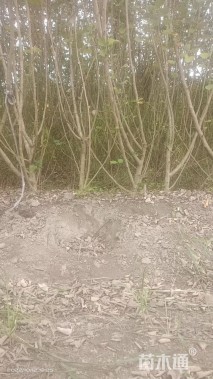 高度300厘米海滨木槿