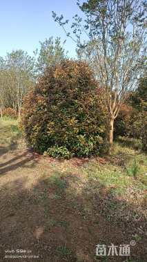 12公分红叶石楠