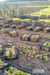 高度20厘米金叶佛甲草