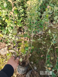 高度50厘米卫矛