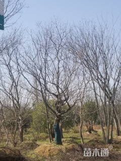 移栽苗造型朴树