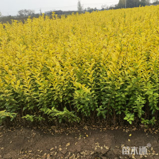 高度120厘米金叶女贞