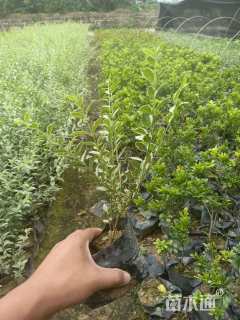 高度25厘米银姬小蜡