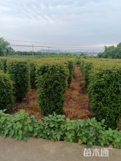高度300厘米红叶石楠柱