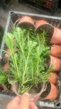 高度30厘米黄金菊