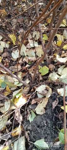 高度100厘米金叶风箱果