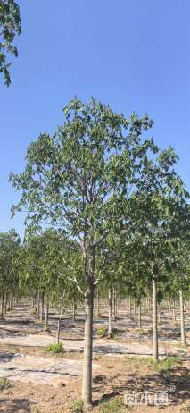 8公分红花七叶树