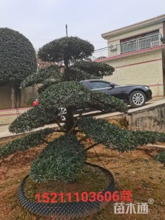 移栽苗造型罗汉松