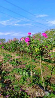 高度80厘米月季