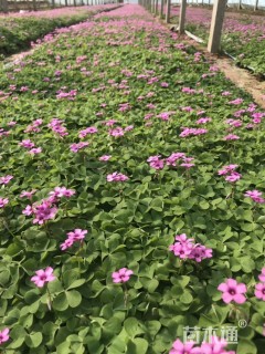 高度15厘米红花酢浆草