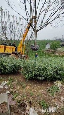 23公分蓝花楹