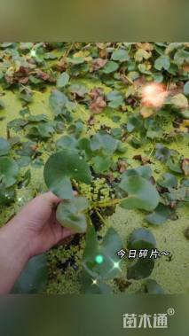 高度20厘米睡莲