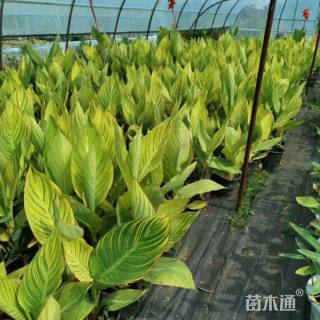 高度30厘米花叶美人蕉