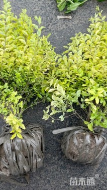 高度50厘米亮金女贞