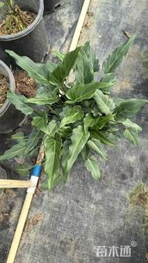 高度40厘米小天使