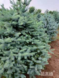 高度150厘米美国蓝杉