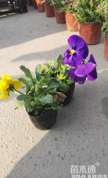 高度15厘米三色堇