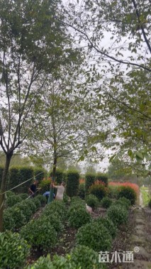 15公分朴树