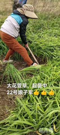 高度25厘米金边麦冬