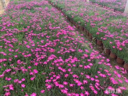 高度15厘米欧石竹