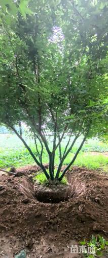 高度500厘米丛生元宝枫