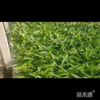 高度20厘米毛慈菇